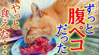 過酷な環境に住む腹ペコの野良猫に大至急餌を与えた、すると・・