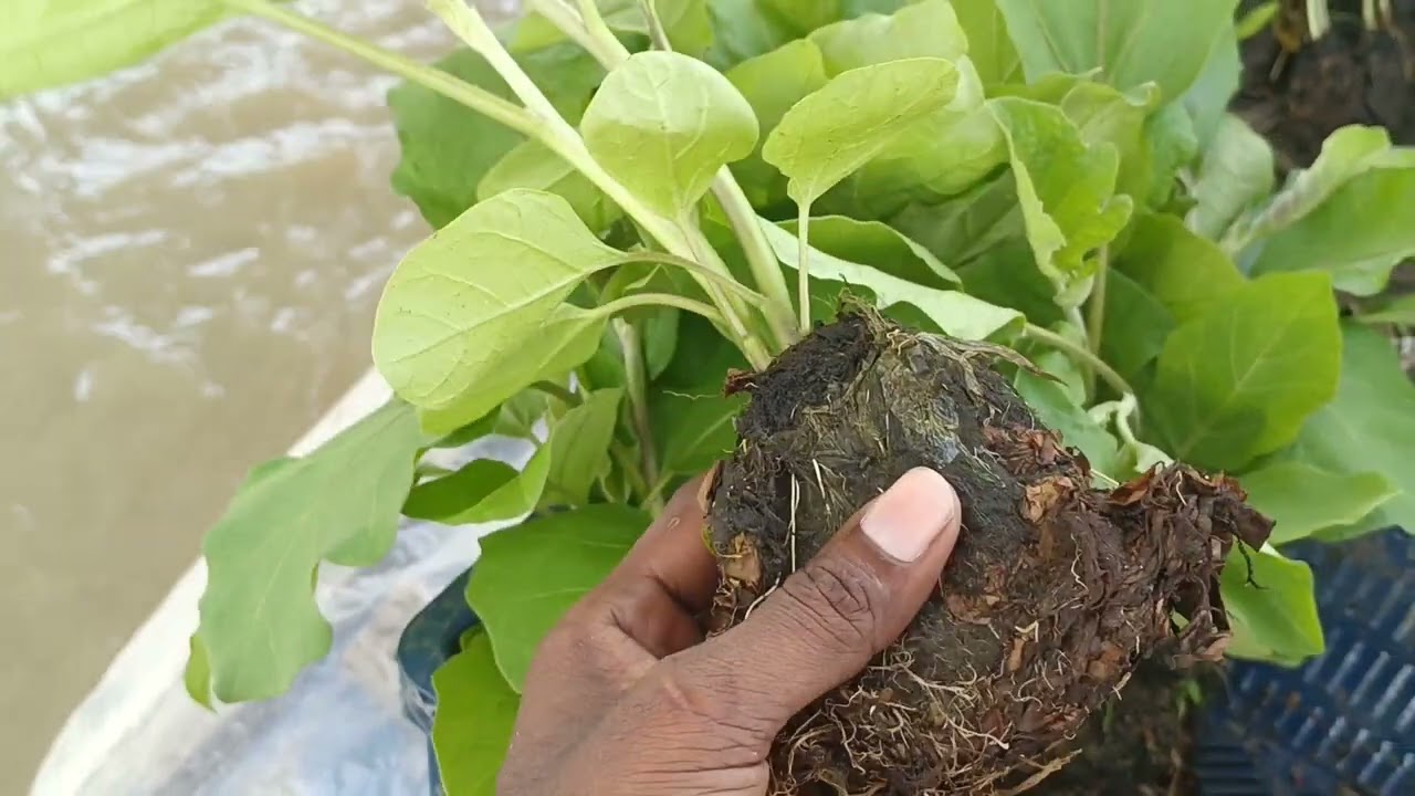 দেশি বড় সাইজের তাল বেগুন চাষ করে বিপুল পরিমাণ লাভবান করা যায় বারোমাস তাল বেগুন চাষ করুন সেরা জাত। 