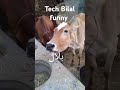 Bilal Name Funny Video Viral Shorts 