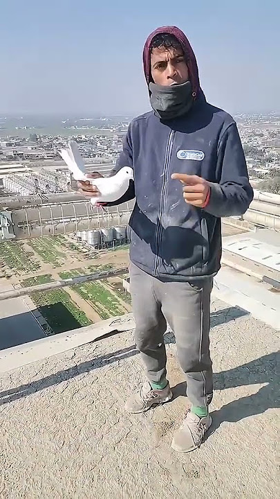 صيد اليوم كابتن كرار #foryou #اكسبلور #pigeon #birds #kabootar #طيور #حمام #متابعه #kabutar #صيد