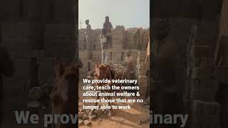 Animal Nepals Amazing Work With The Working Donkeys Of Nepal Help Animals India