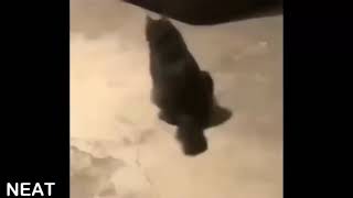 Cat Sitting On Ball Funny