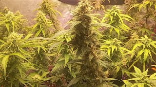 Okie Grow Show