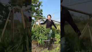 Download Lagu From sunrise to sunset I was busy my back bent and straightened and the calluses on my han MP3