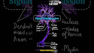 Signal transmission in neurons #shorts #neet #biology #neuroscience #viral #trending #upsc #cbse