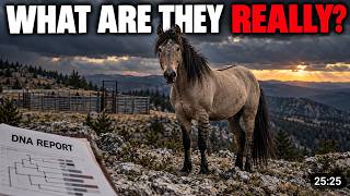 Scientists Just Found Out What Montana’s Wild Horses Really Are – The Government Disagrees