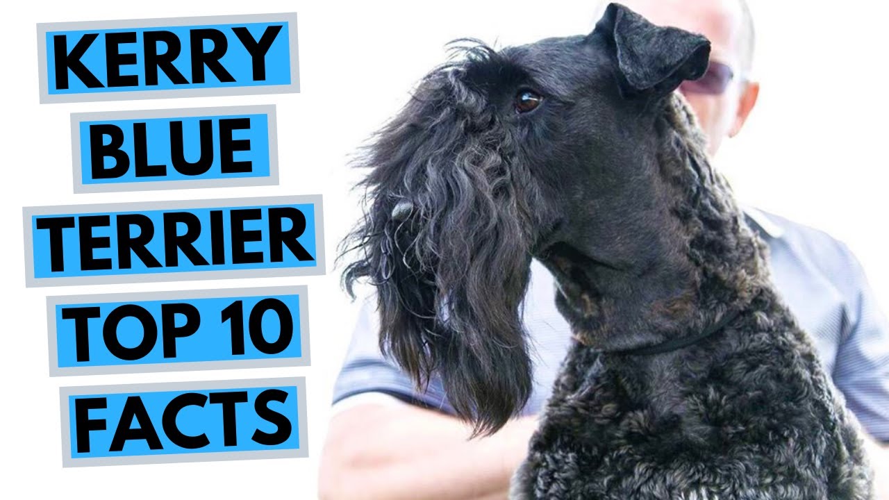 kerry blue terrier dogs 101