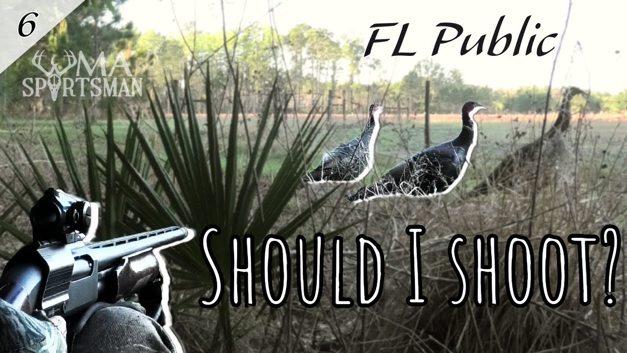 3 Day Florida Quota HUNT! GOBBLERS, Jakes, and lots of Turkeys Florida Public Turkey Hunting