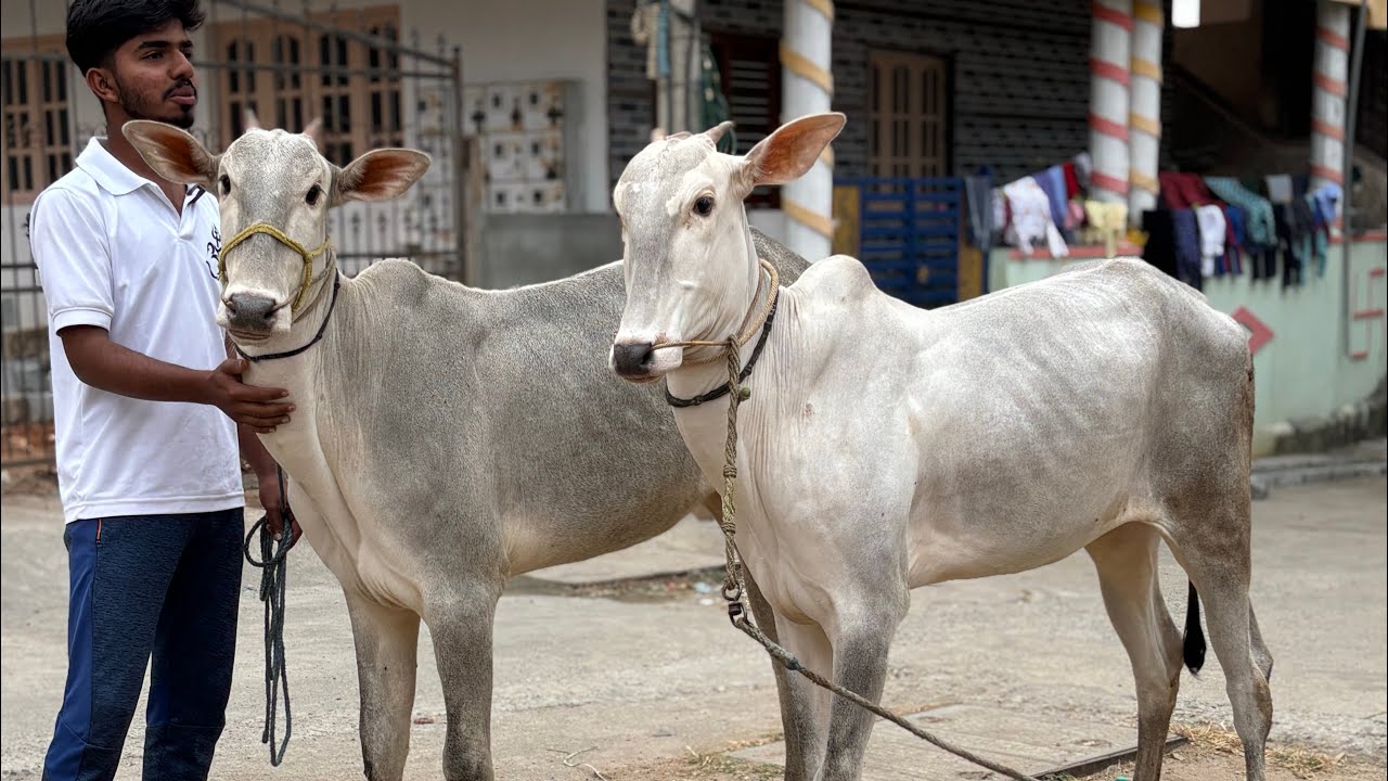 Brand basthi and hayagriva daughters at tavarekere