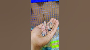 java breeding java bird java chicks