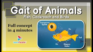 Gait of Animals - Fish, Cockroach and Birds | Class 6 Science Body Movements - LearnFatafat