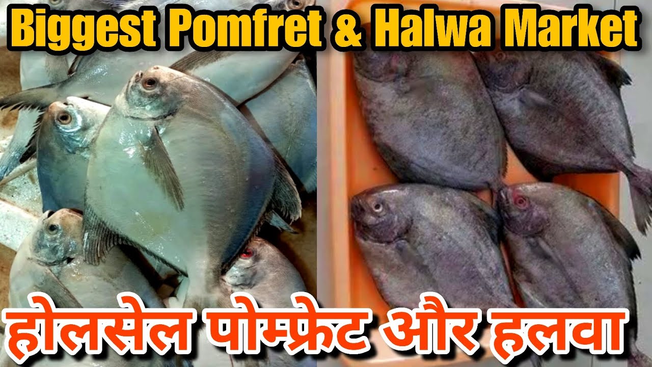 Biggest Pomfret & Halwa Fish Market Of मुंबई Best Quality Cst Fish Market fishmarket 