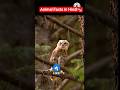 जानवरों के बारे 5 अमेजिंग फैक्ट्स | Animal Facts in Hindi #shorts #youtubeshorts #trending