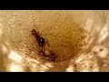 Antlion traps and devours victim  empire of the desert ants  bbc earth