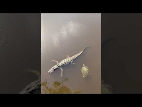 Turtle Gives Gator a High Five || ViralHog