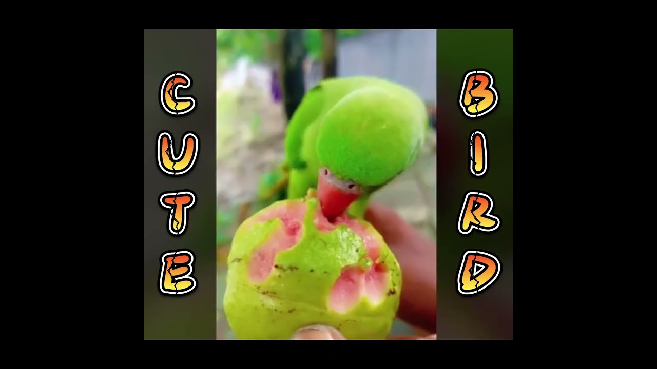 Cute Bird collection part 1