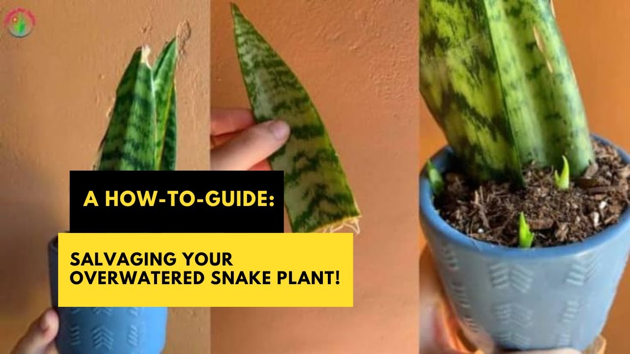 Can You Salvage an Overwatered Snake Plant? A How-To-Guide #sansevieriacare