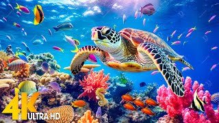 Ocean 4K - Beautiful Coral Reef Fish in Aquarium, Sea Animals for Relaxation(4K Video Ultra HD) #72