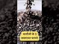 कलौंजी के 3 जबरदस्त फायदे जो जानकर हैरान रह जाएंगे! | Kalonji Benefits #shortvideo #trendingshorts