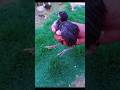 Saving a Chick! Wire Stuck in Its Leg 😢🐥#shorts #youtubeshorts