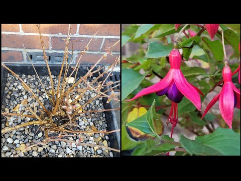 Video: Wilting Fuchsia-planter: Hva du skal gjøre når Fuchsia-planteblader visner