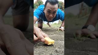 feeding bread to millipedes#shortvideo #milipede