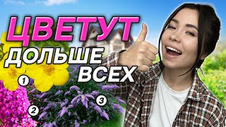 🌺💥МЕСЯЦАМИ с цветами: 15 долгоцветущих многолетников!