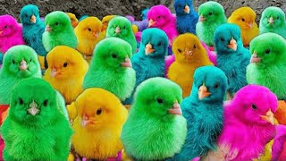 World Cute Chickens, Colorful Chickens, Rainbows Chickens, Cute Ducks, Cat, Rabbits,Cute Animals🐤🐣🪿🐟