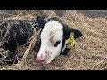 Calving Season & Cattle Work 2019