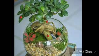 Những Loài Cây Kiểng Đẹp Nhất