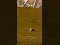 Tamly Maak Amr Diab Song Lyrics Speedup Slowed Reverb Music Fypviralシ 