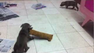 1 Month Pitbull Puppy