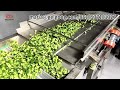 Broccoli Florets Washing Processing Machine Line #broccoli #washing