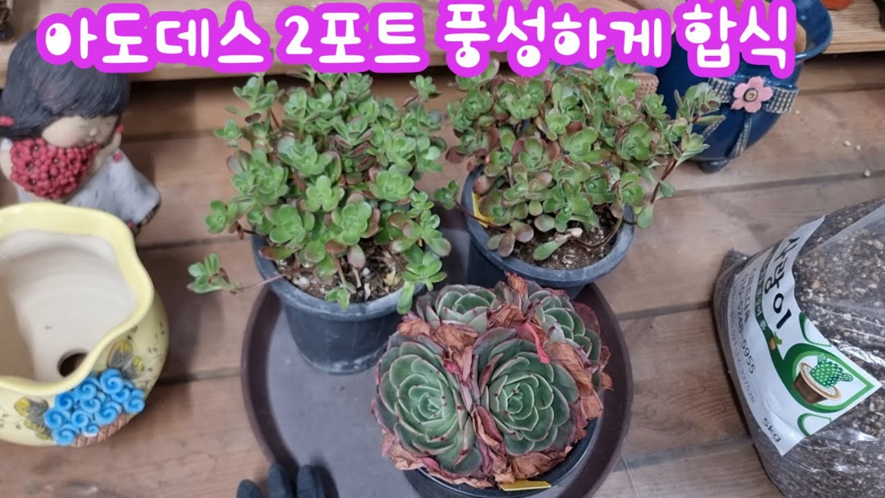 26.2.26 🌹아도데스 2포트 풍성하게 합식해요 핑크플로라군생 분갈이해요🌹 #스피드다육 010-5248-5955 