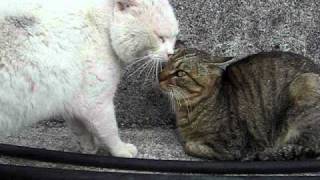 猫の鳴き声 猫語 のサンプル音声や意味について解説 Cat Press キャットプレス