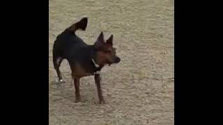 THE EPIC FETCH FAIL