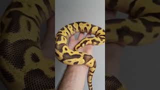 Leo Enchi FireFly 50% Het DG growing nicely! #animal #reptile #ballpython #ballpythonsnake