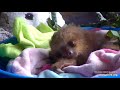 Baby sloth Landon isn&#39;t quite ready to wake up yet!   Recorded on 11/19/22.