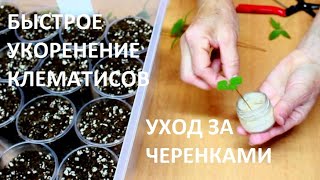 Когда и как черенковать клематисы.Укореняются легко и просто. Что делать с укорененными черенками