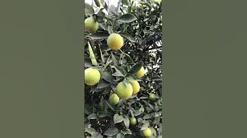 Как растут апельсины🍊 цветение апельсинов