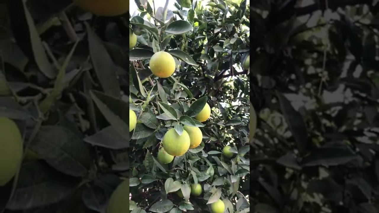 Как растут апельсины🍊 цветение апельсинов