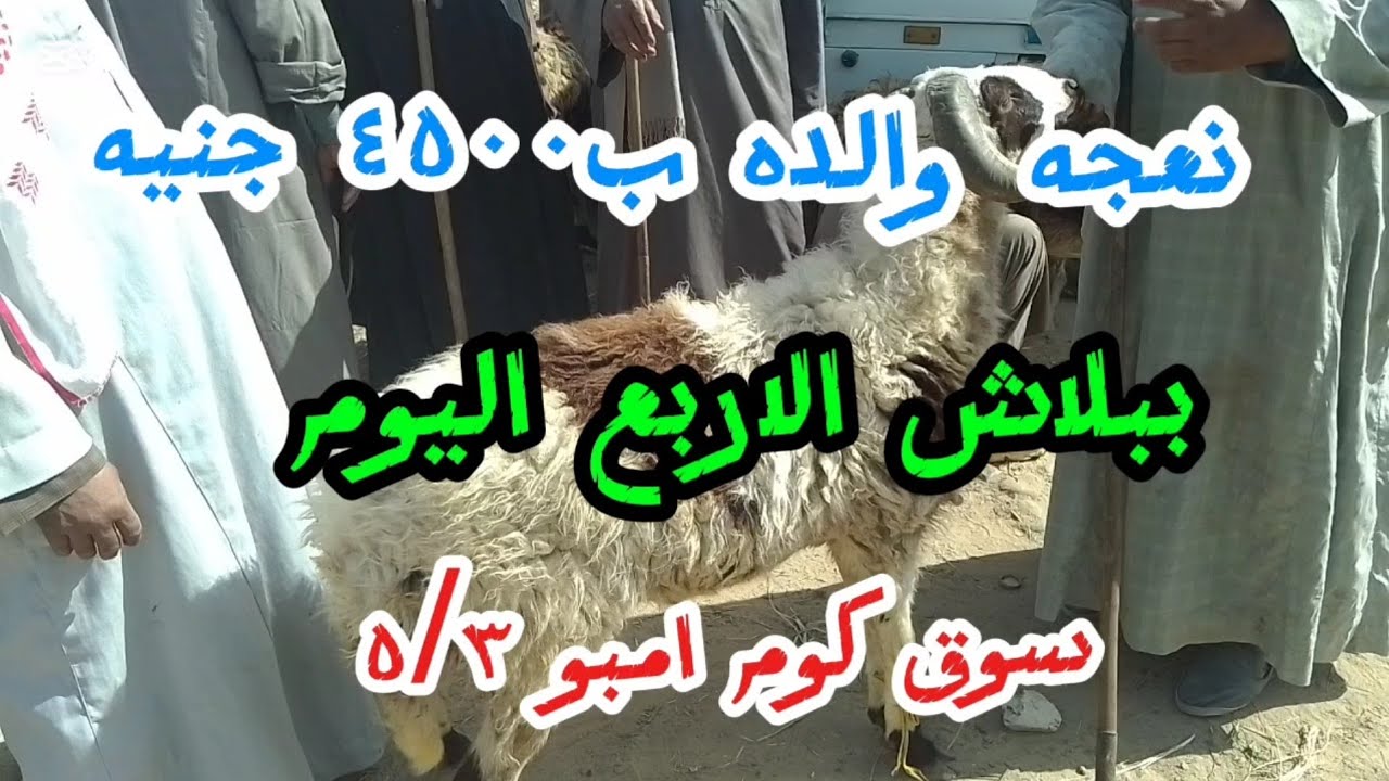 اسعارالغنم والماعز داخل سوق كوم امبو ٥/٣/٢٠٢٦
