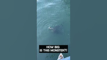 GIANT GROUPER EATS A LIVE CATFISH