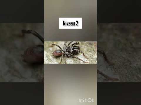 Vidéo: 3 façons de tuer les araignées lorsque vous souffrez d'arachnophobie
