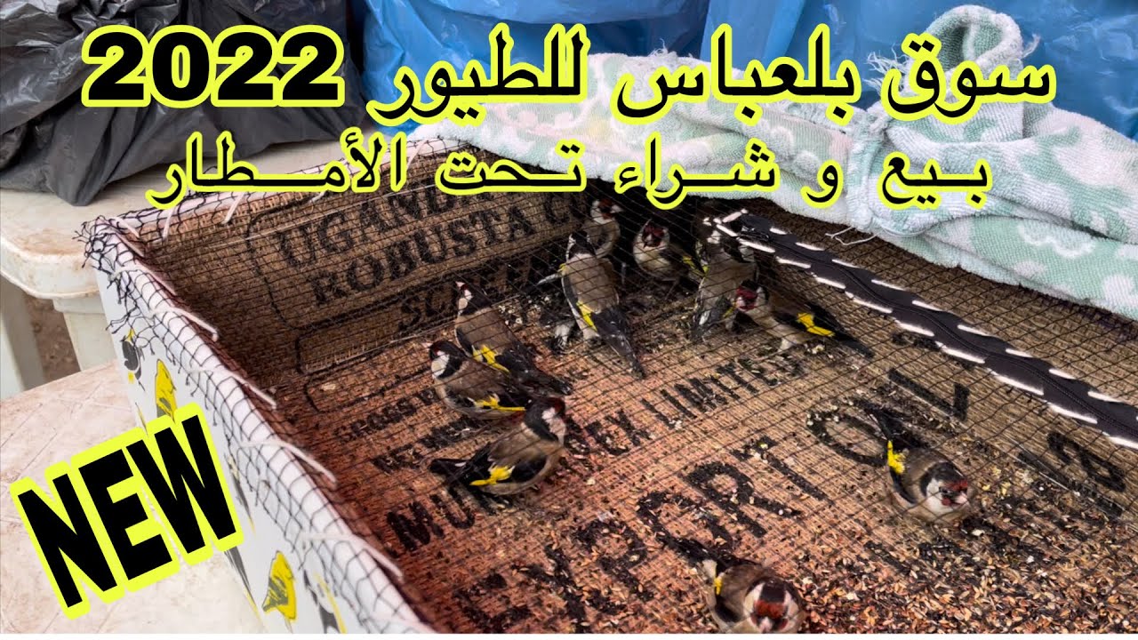 سوق بلعباس للطيور 2022 ليوم 04 مارس 2022 / جمعة الغيث بعد طول إنتظار 🐏🐕🐇🕊🌿🌿