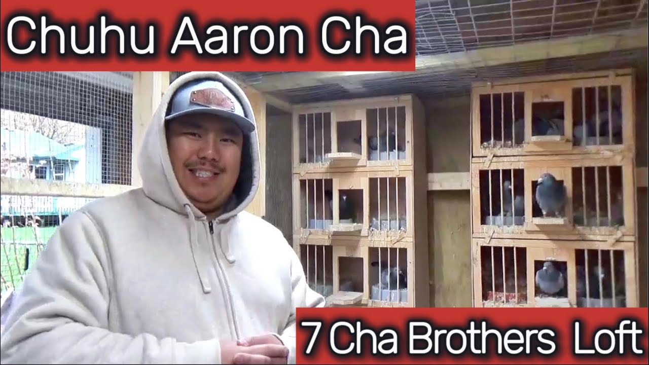 Racing Pigeons - Chuhu Aaron Cha (7 Cha Brothers Loft) Interview & Loft Tour