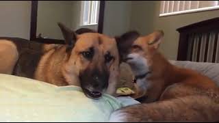 The Fox and The German Shepard!