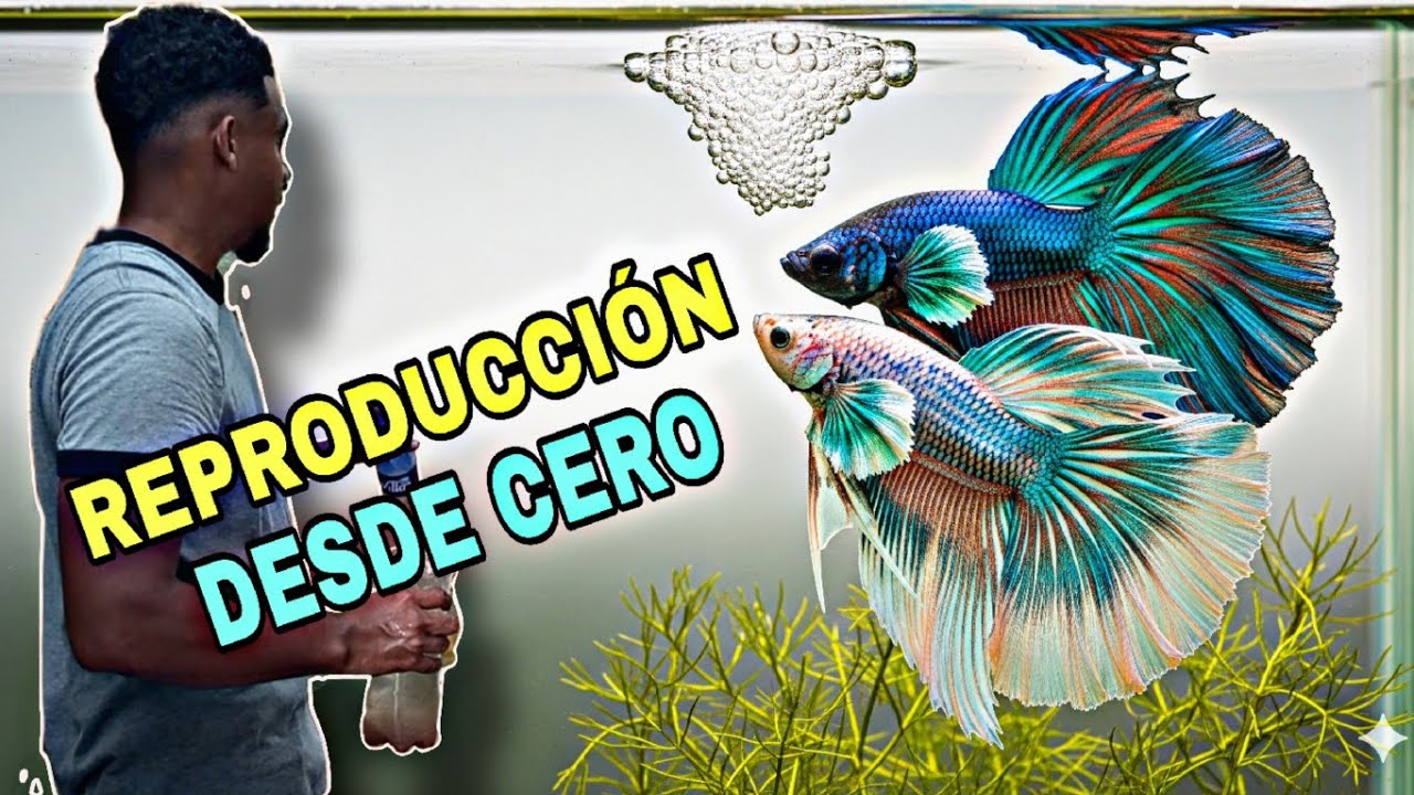 Cómo Reproducir Peces Betta Fácilmente: ¡El Secreto que Nadie te Dice!