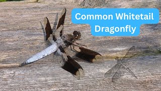 Common Whitetail Dragonfly enjoying the Sun #dragonflies #insects #nature by Stuart Tingley 163 views 10 months ago 48 seconds