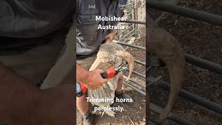 Trimming horns made easy.